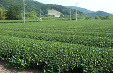 お茶の栽培